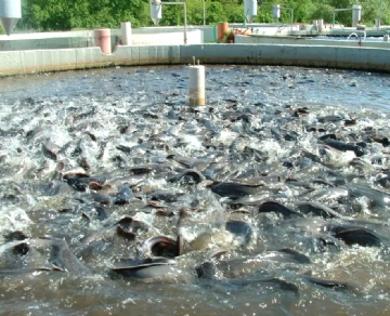 使用現(xiàn)場(chǎng)氧氣發(fā)生器(制氧機(jī))提高養(yǎng)魚(yú)效果